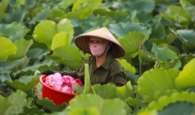 Người dân phải bì bõm thu hoạch sen từ sáng sớm