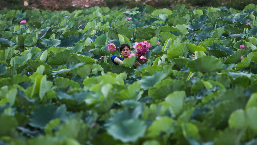Chi phí đầu tư ban đầu không quá lớn, nhưng hiệu quả kinh tế mà sen mang lại vượt trội so với nhiều loại cây trồng khác