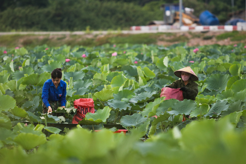 Mùa thu hoạch sen của người dân Hà Tĩnh bắt đầu từ tháng 5 đến tháng 7