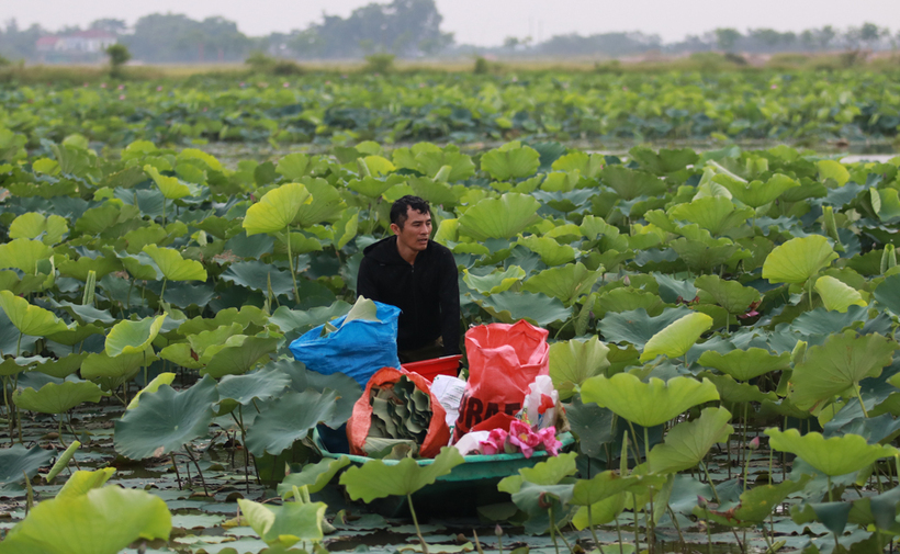 Trồng sen kết hợp nuôi cá và du lịch trải nghiệm được một số hộ dân ở Hà Tĩnh chuyển đổi từ đất hoang hóa