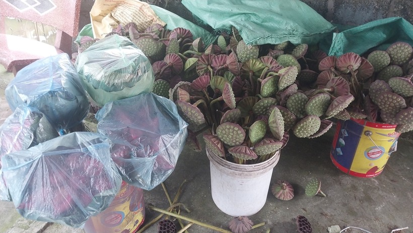 Đài sen trở thành mặt hàng hot những ngày này. Ảnh: NVCC