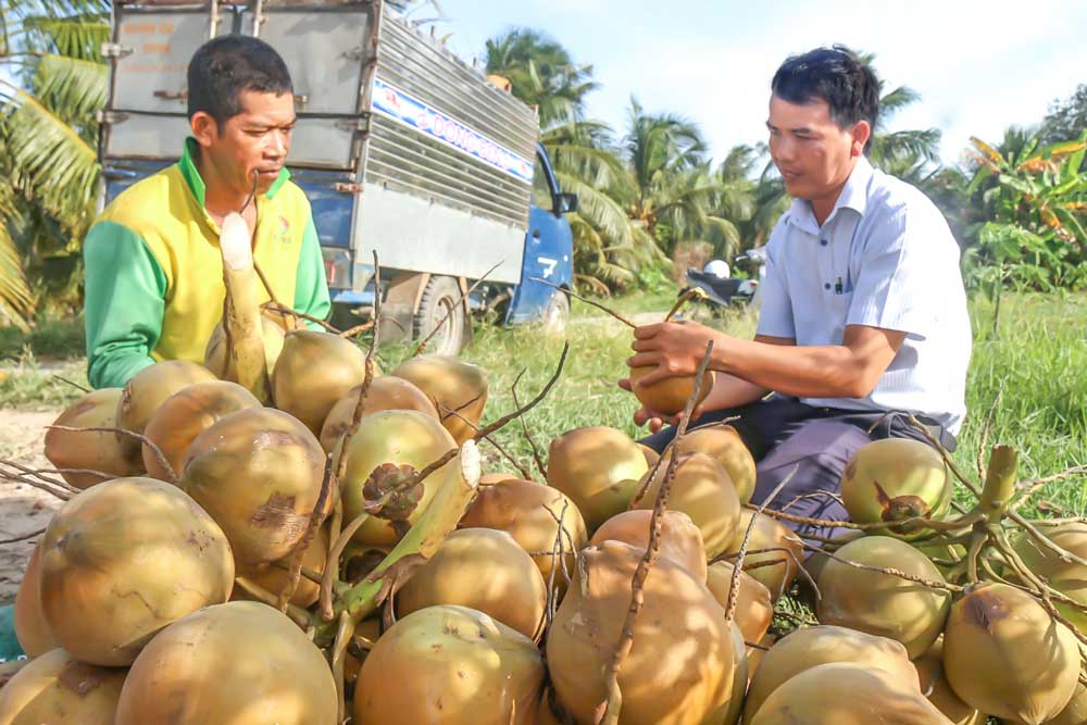   Anh Thạch Ngọc Tuấn (bên trái) trao đổi về cách trồng dừa Mã Lai với cán bộ cơ sở.