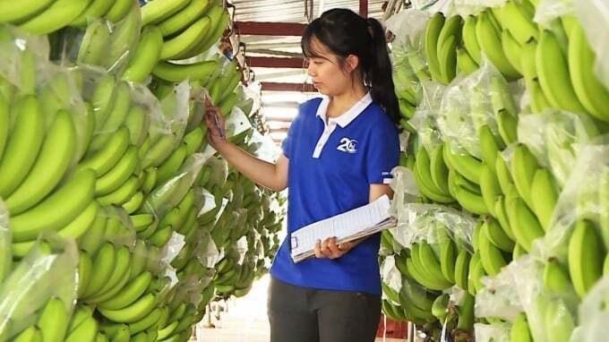 Unifarm kỳ vọng ngành hàng chuối Việt Nam có thể vươn lên, đạt giá trị xuất khẩu 4 tỷ USD trong thời gian tới. Ảnh minh họa