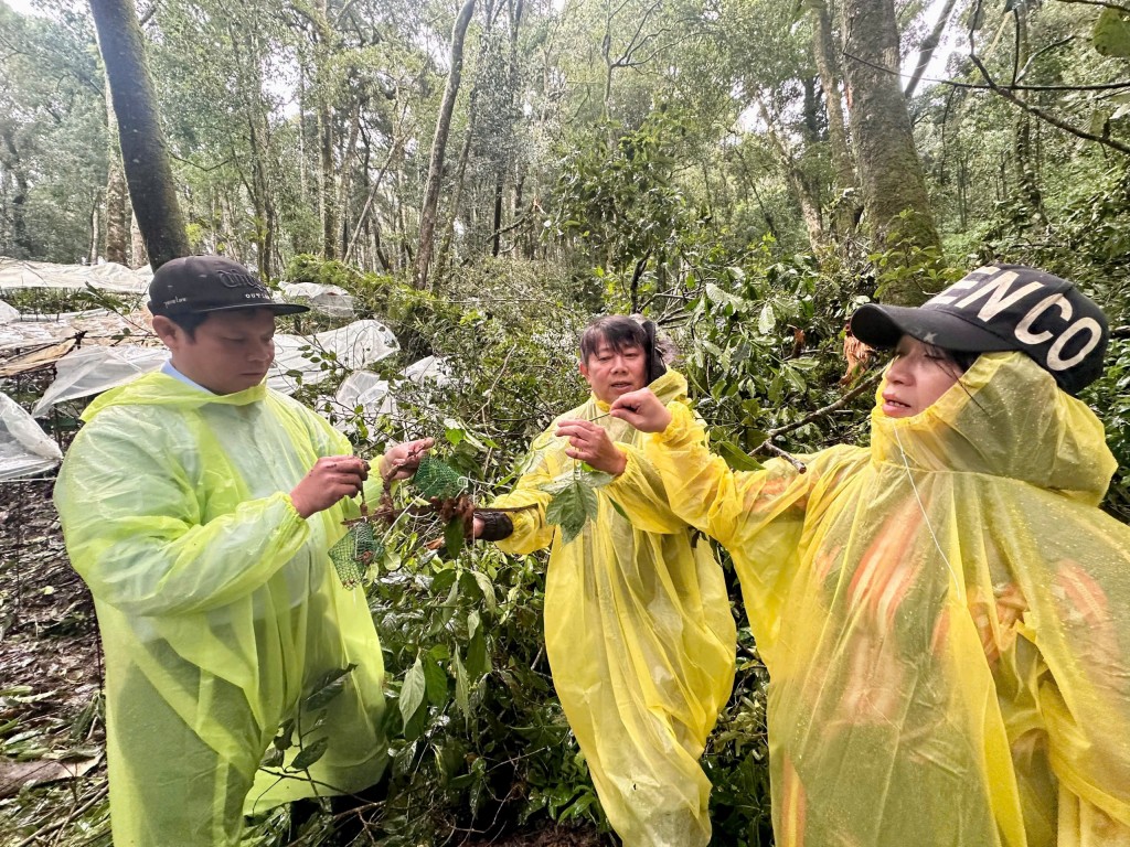 Quảng Ngãi: Hơn 5.000 cây sâm Ngọc Linh bị hư hại do mưa lớn