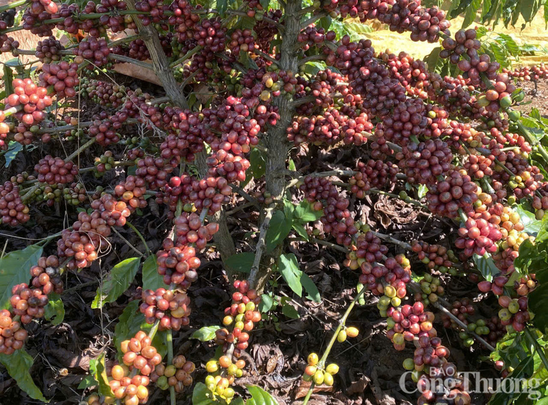 Những chùm cà phê chín mọng, đẹp mắt được trồng ở Đắk Lắk