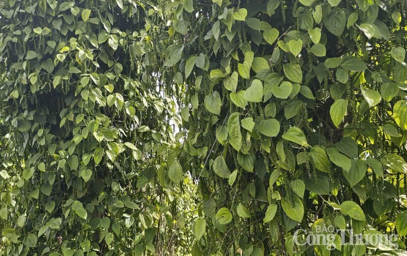 Những vườn tiêu xanh tốt được trồng ở Lâm Đồng