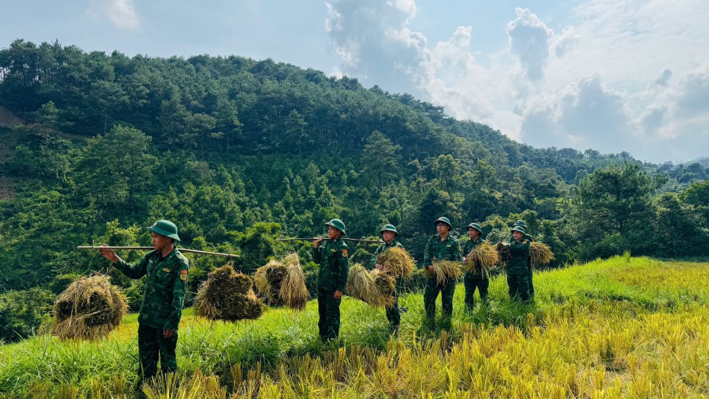 Chiến sỹ quân hàm xanh gặt lúa giúp các hộ gia đình khó khăn
