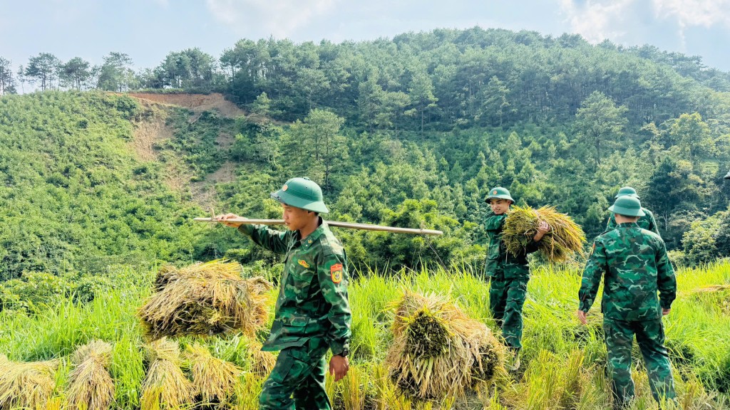 Chiến sỹ quân hàm xanh gặt lúa giúp các hộ gia đình khó khăn