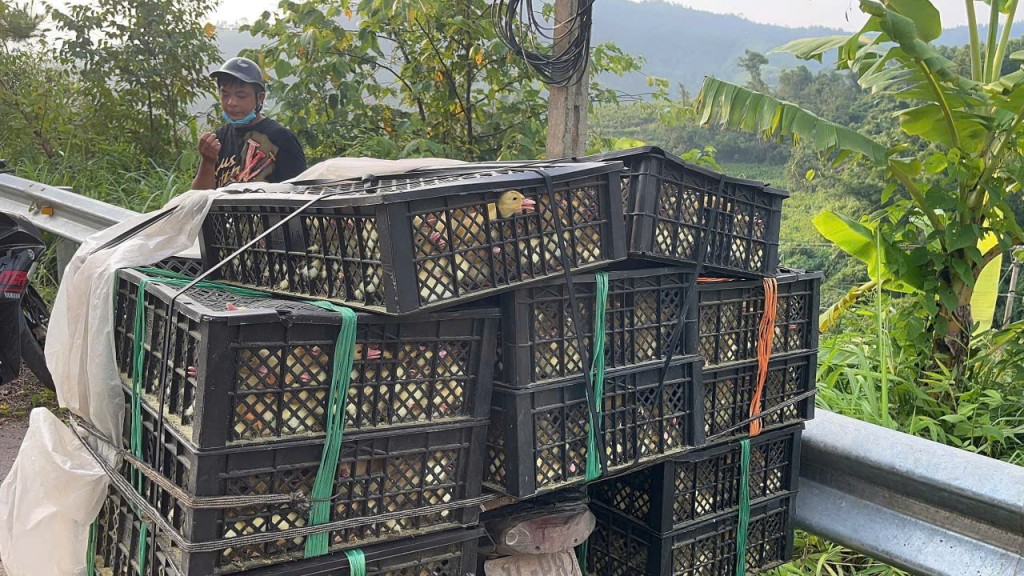 Bắt giữ vụ vận chuyển 1.200 con vịt giống không nguồn gốc