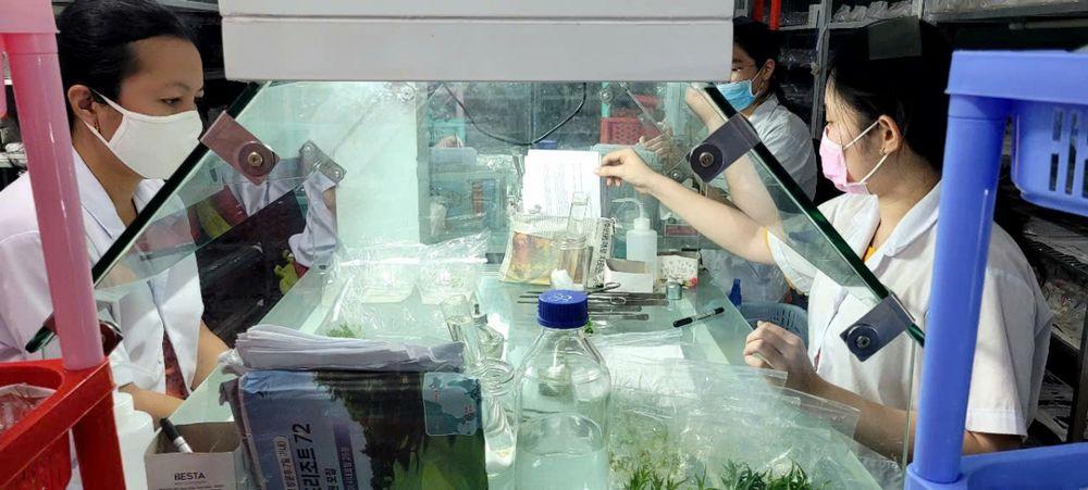 Các kỹ thuật viên của HTX làm việc trong phòng cấy mô