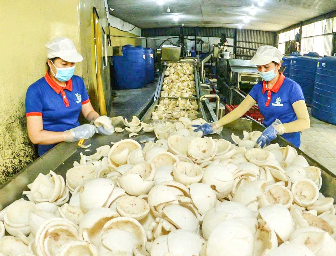 Sản xuất các sản phẩm từ dừa đem lại thu nhập cho nhiều hộ dân ở xã Thành Thới. Ảnh: NGUYỄN DỪA