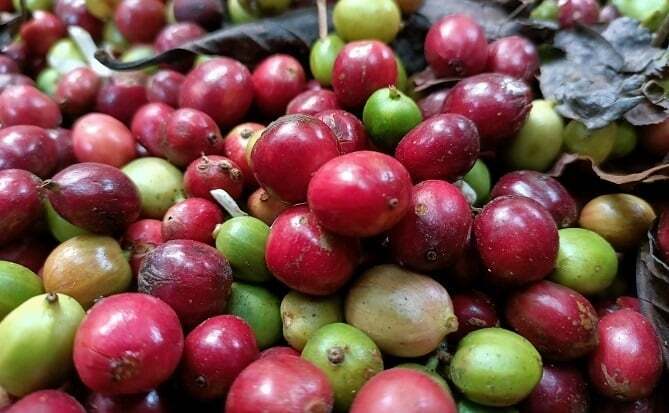 Giá cà phê Robusta tăng phiên thứ ba với gần 2,5% lên 4.758 USD/tấn. Ảnh minh hoạ