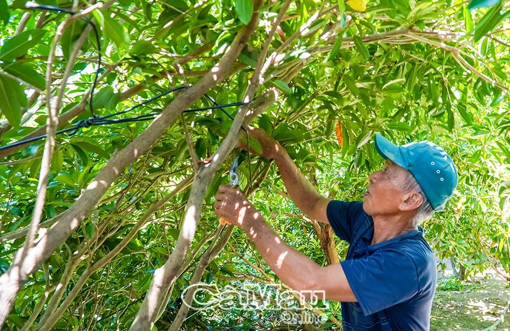 Cải tạo vườn tạp để trồng cây ăn trái đang được người dân xã Biển Bạch triển khai và ngày một phát triển.