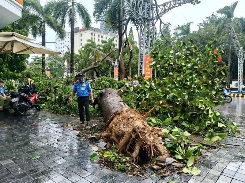 Toàn tỉnh Thanh Hóa có 241 cây xanh bị đổ, gãy