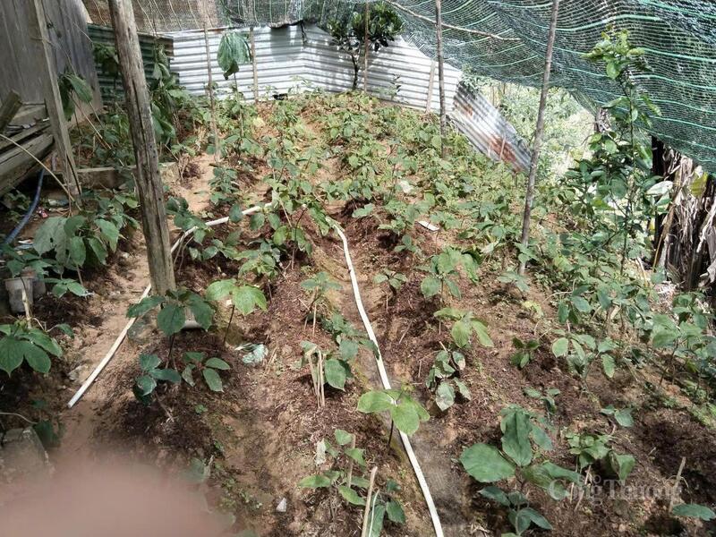 Thất diệp nhất chi hoa (sâm 7 lá) là cây dược liệu quý, mang lại lợi ích kinh tế cao cho người dân miền biên giới