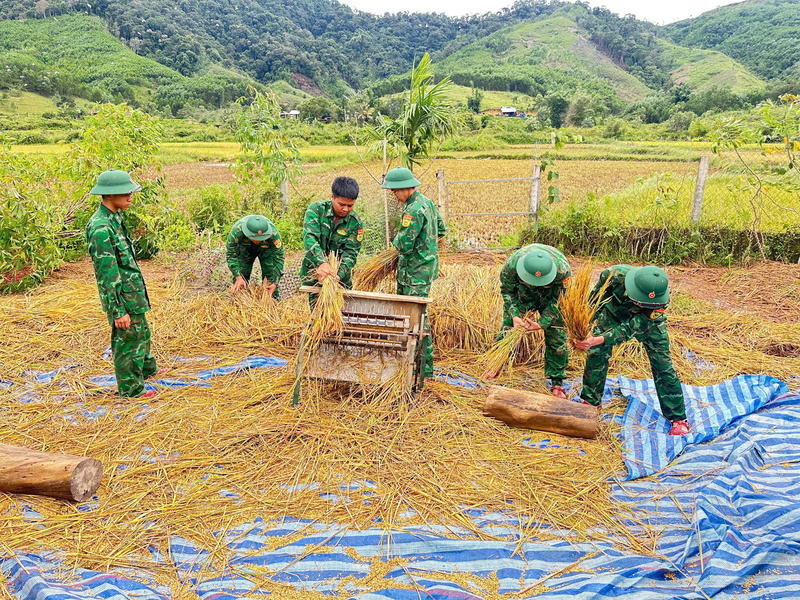 Lực lượng quân đội hỗ trợ người dân các xã A Lưới thu hoạch lúa. Ảnh: Nguyễn Tuấn