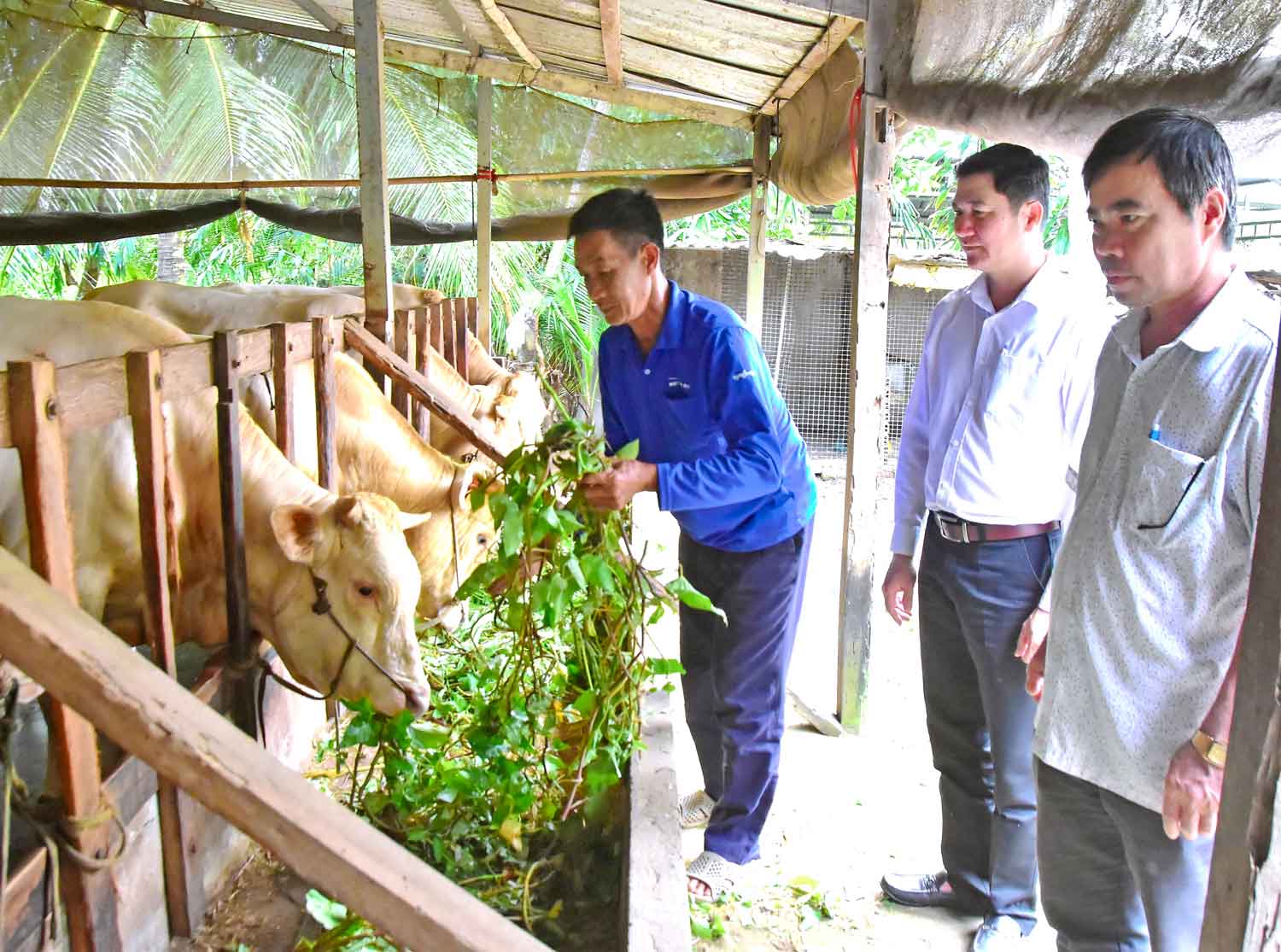 Nhờ được hỗ trợ vốn vay, ông Nguyễn Văn Sen đầu tư nâng chất lượng đàn bò. 