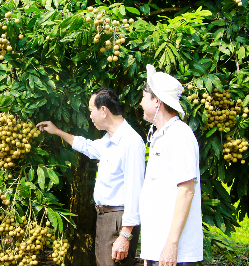Trồng rải vụ giúp nông dân có cơ hội bán các loại nông sản với giá cao.
