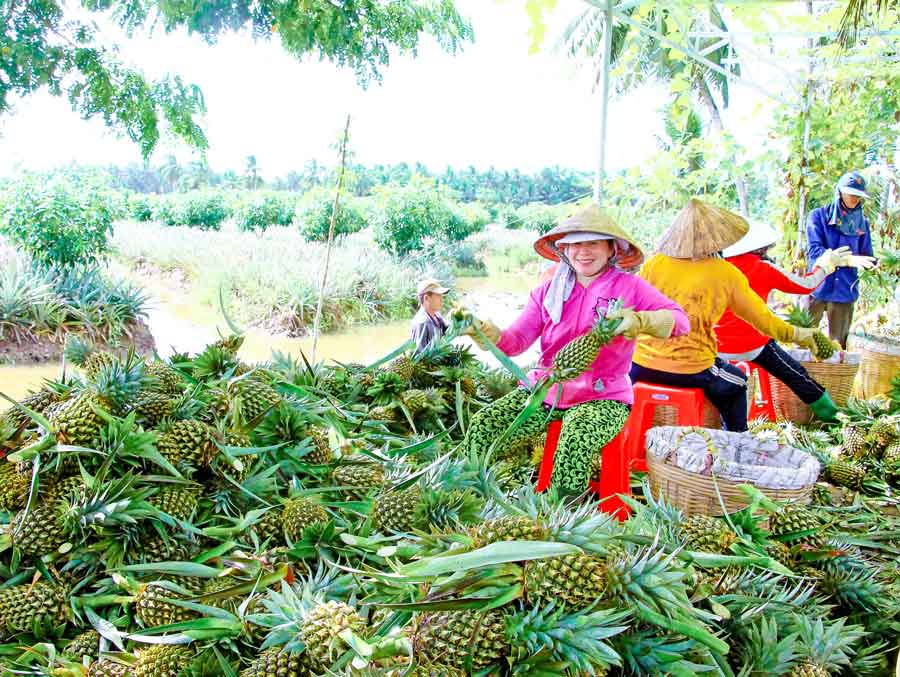 Nhiều mô hình sản xuất hiệu quả giúp người dân tăng thu nhập.