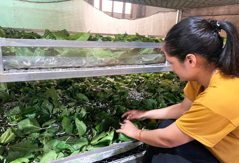 Nghề trồng dâu, nuôi tằm ở Đam Rông.