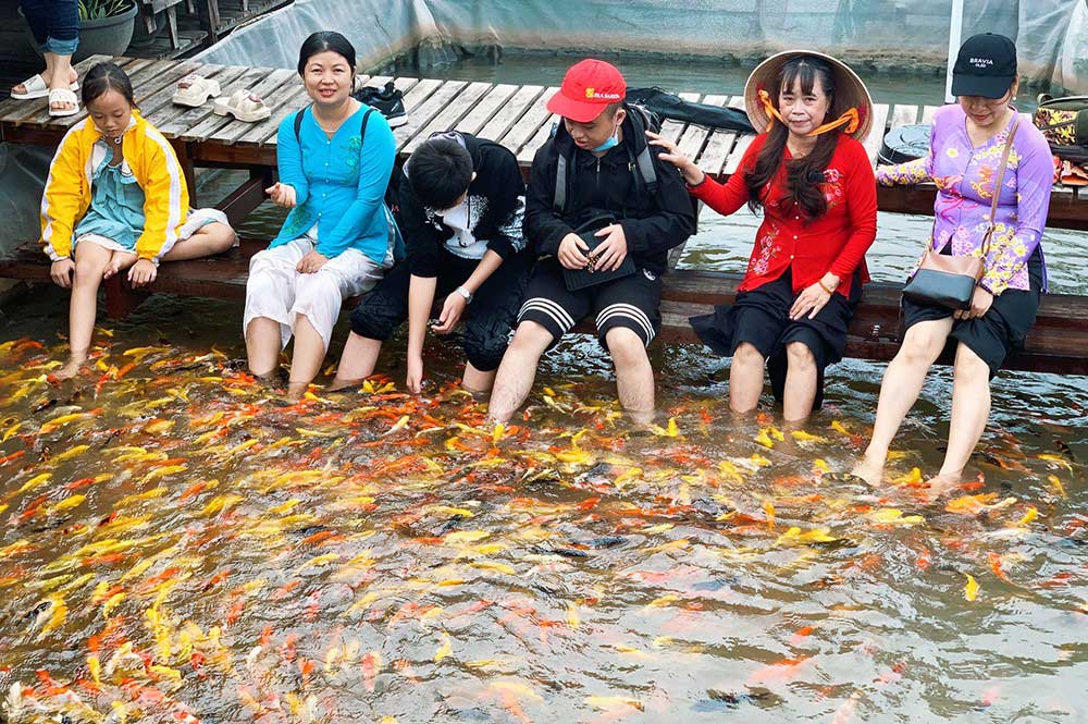 Một trong những điểm đến được nhiều du khách yêu thích khi đến cồn Sơn là bè cá Bảy Bon. Tại đây có mô hình nuôi cá trên sông kết hợp nhiều hoạt động: xem cá lạ, cá cung thủ săn mồi, massage cá (ảnh)… Ảnh: Kiều Mai