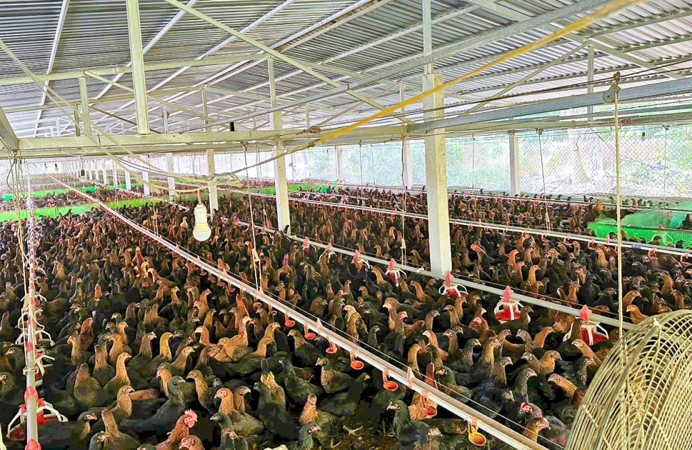 Ngành chăn nuôi cần phải cơ cấu lại mạnh mẽ theo hướng chuyên nghiệp, bền vững và gắn với chuỗi giá trị.