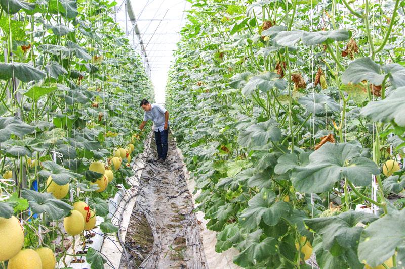 Sản xuất nông nghiệp ứng dụng công nghệ cao mang lại hiệu quả kinh tế.