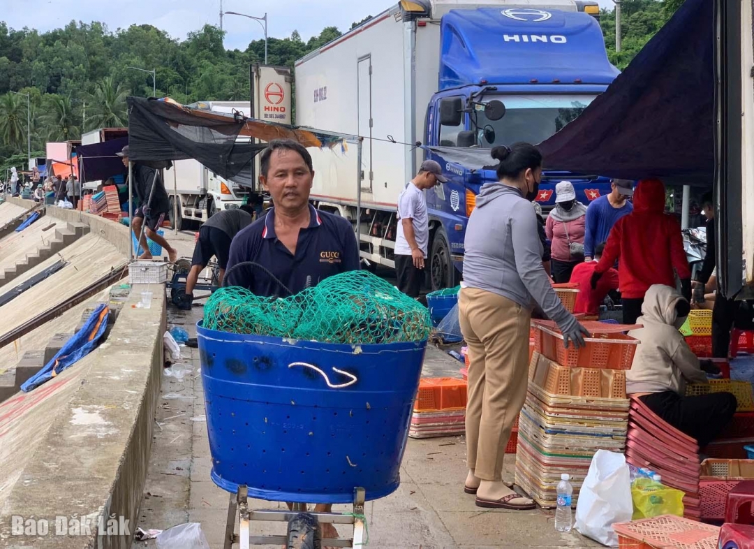 Ngư dân thu hoạch tôm hùm đưa lên bờ.