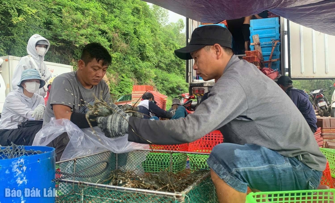 Giá tôm hùm thương lái đang thu từ 750.000-770.000 đồng/kg.