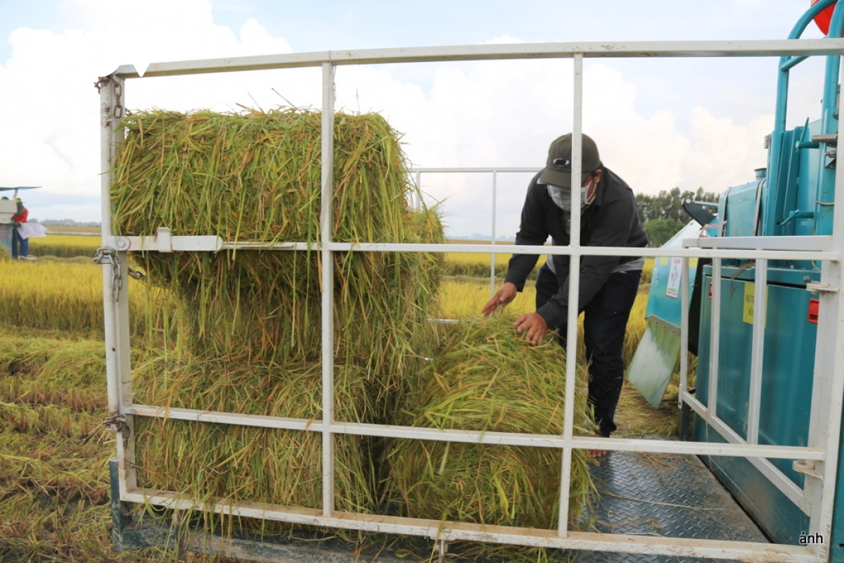 Rơm được người dân thu gom ra khỏi đồng ruộng