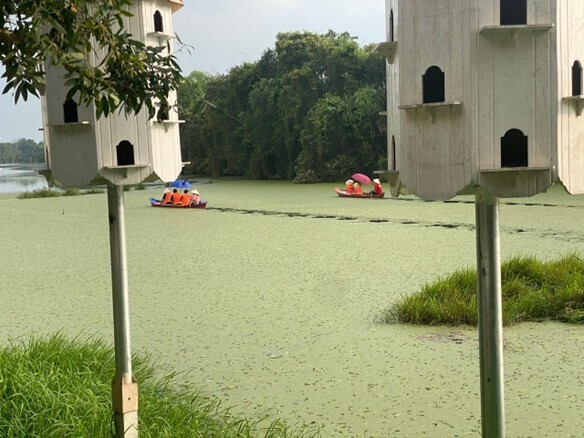 Những chiếc xuồng nhỏ khẽ lướt qua mênh mông bèo tấm phủ kín.