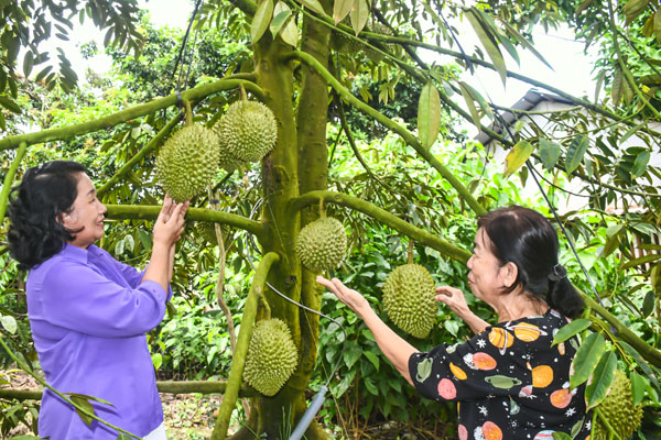 Chị Nguyễn Thị Thinh (bìa trái) và thành viên HTX Nông nghiệp Tân Phú thăm vườn sầu riêng.