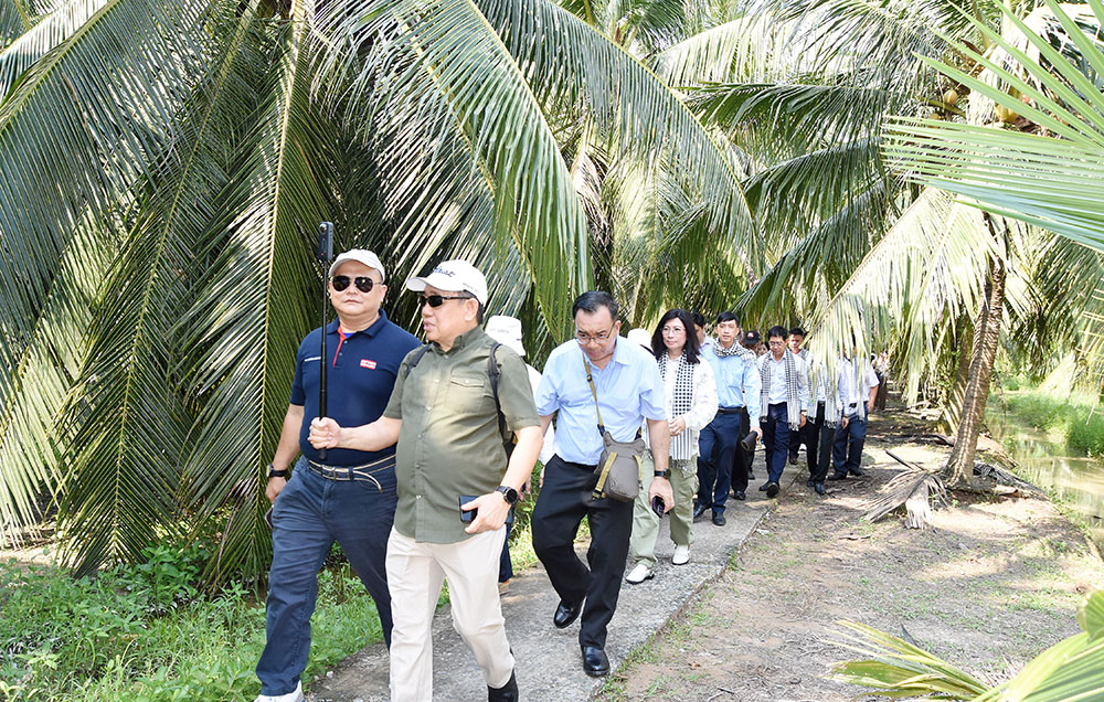 Tổng giá trị sản xuất của ngành dừa năm 2025 ước đạt 4.180 tỷ đồng.