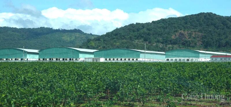 Năm 2025, tổng diện tích gieo trồng toàn tỉnh Gia Lai đạt hơn 771.000 ha.