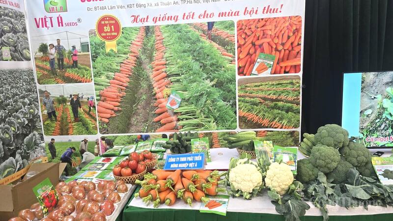 Hải Phòng kết nối nông sản ổn định thị trường Tết năm 2026.