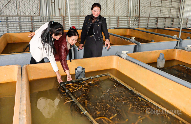 Những năm gần đây, thay vì phụ thuộc vào việc đánh bắt lươn tự nhiên vốn ngày càng khan hiếm, người dân Hà Tĩnh đã mạnh dạn tiếp cận kỹ thuật nuôi lươn trong bể xi măng hoặc bể composite không dùng bùn.