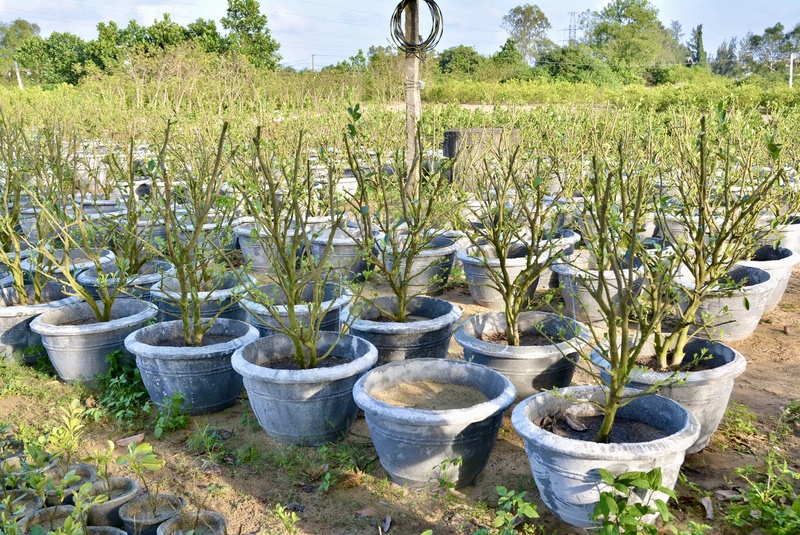 Gia đình bà Lê Thị Dậu (63 tuổi, trú tại thôn Bầu Ốc, phường Hội An Tây) bắt đầu nhận đơn đặt hàng Tết từ tháng 8 - 9 âm lịch. Việc trồng quất được thực hiện theo hình thức bán đến đâu thì trồng gối vụ đến đó, chủ yếu sản xuất dựa trên số lượng đơn đặt trước để hạn chế rủi ro tồn hàng. Ảnh: Ngọc Thảo