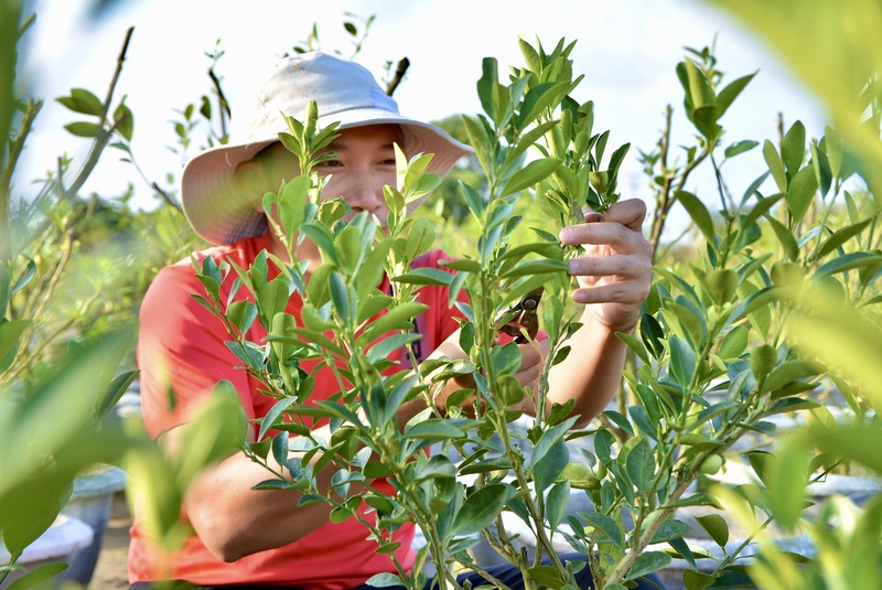 Chủ nhà vườn Thanh Liên (trú tại thôn Hậu Xá, phường Hội An Tây) cho biết, sau lụt nhiều bà con bị thiệt hại rất lớn, phải liên tục canh chừng tình trạng cây, tỉa bớt cành và giữ độ ấm nhất định. “Có đợt mưa mấy ngày liền, bao nhiêu cây cố gắng cứu được đều có dấu hiệu héo, đen gốc, bà con phải bỏ hết. Nửa tháng trở lại đây thời tiết tốt hơn, nên tranh thủ ngày đêm thúc cây phát triển cho kịp Tết”, chủ vườn Thanh Liên chia sẻ. Ảnh: Ngọc Thảo