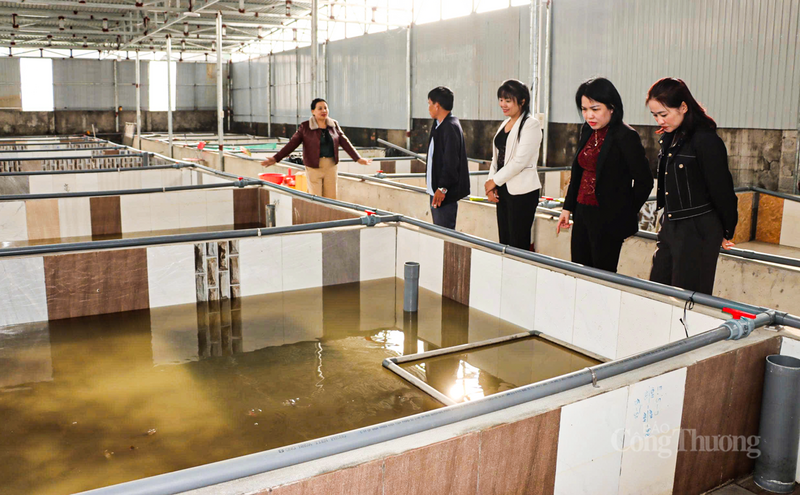 Tại xã Đức Thọ, mô hình nuôi lươn của ông Nguyễn Ngọc Hiền cùng các cộng sự đang trở thành điểm sáng về kinh tế tập thể.