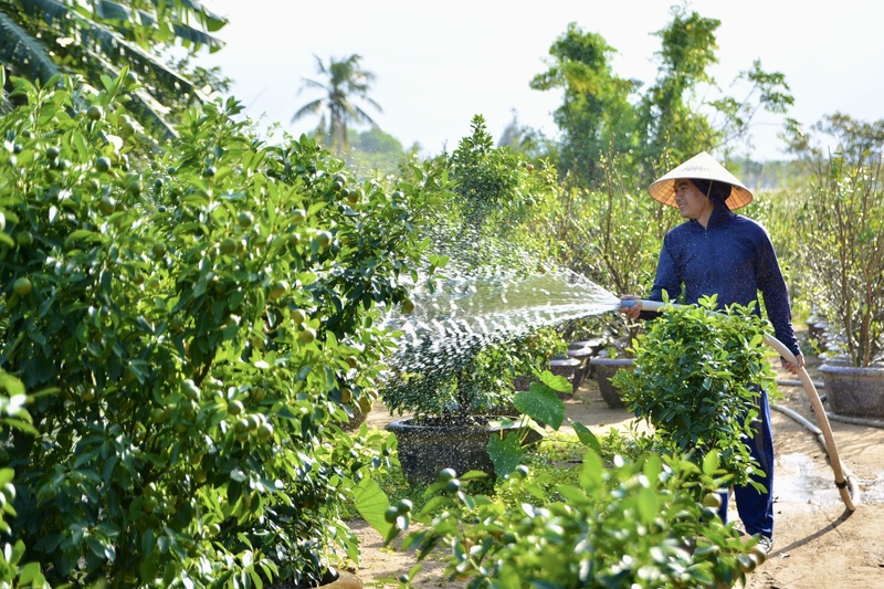 Chủ vườn Nguyễn Minh (42 tuổi, trú tại thôn Bàu Súng, phường Hội An Tây) cho biết, quất của vườn nhà được khách quan tâm từ khá sớm nhờ dáng cây đều, trái đẹp, tuy nhiên cao điểm mua bán vẫn rơi vào sát tết Nguyên đán.“Cả năm gần như chỉ tập trung trồng và chăm sóc, đến Tết mới bán. Giá hiện tại vẫn chưa chốt, còn chờ thị trường và sức mua của khách trong những tuần cận Tết. Gia đình vẫn đang theo dõi diễn biến chung trước khi đưa ra mức giá phù hợp”, ông Minh chia sẻ. Ảnh: Ngọc Thảo