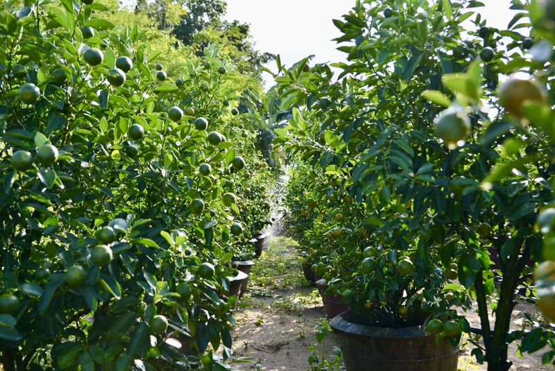 Quất Hội An Tây được thương lái và khách hàng từ nhiều địa phương như TP. Hồ Chí Minh, Gia Lai, Đắk Lắk, Quảng Trị, Huế,… tìm đến đặt mua và đặt cọc từ sớm. Nhờ chất lượng cây ổn định, “tiếng lành đồn xa” nên khách lẻ và thương lái thường tự tìm đến, các vườn gần như không quảng bá trên mạng xã hội. Ảnh: Ngọc Thảo