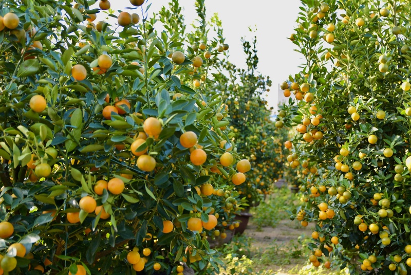 Quất cảnh tại Hội An Tây nổi bật với quả quất căng tròn, màu vàng cam bắt mắt. Ảnh: Ngọc Thảo