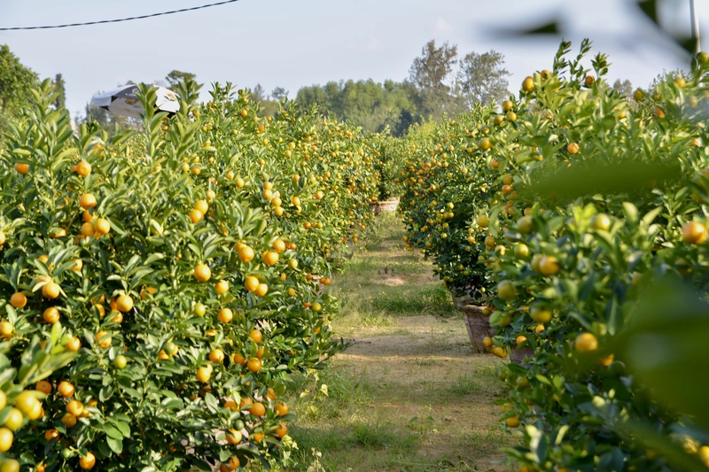 Bà Nguyễn Thị Hậu (35 tuổi, trú tại thôn Đồng Nà, phường Hội An Tây) cho biết, so với Tết năm 2025 thì năm nay quất tại vườn có khởi sắc hơn, khách đặt đơn từ rất sớm, đặc biệt chạy đối với quất chậu và quất mini. Ảnh: Ngọc Thảo