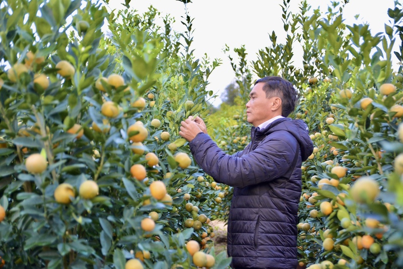 Vườn quất của ông Lê Trung (54 tuổi, trú tại thôn Bến Trễ, phường Hội An Tây) hiện có hơn 3.000 cây, chủ yếu là quất loại lớn cao hơn 2 mét. Ông Trung cho biết: “Cây nhỏ có giá vài triệu đồng, trong khi cây lớn dao động từ khoảng 10 - 20 triệu đồng/cây. Một số cây đẹp, dáng hiếm có thể lên đến 30 - 38 triệu đồng/cây”. Đối với quất cho thuê, cây lớn nhất có giá 34 triệu đồng/cặp, được khách lựa chọn nhiều để trưng bày tại các không gian công cộng. Ảnh: Ngọc Thảo