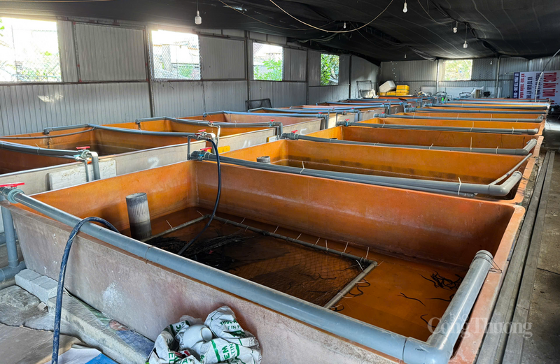 Ghi nhận tại nhiều địa phương như xã Đức Thọ, Thạch Hà, Hà Linh hay phường Hà Huy Tập,… tỉnh Hà Tĩnh, những khu chuồng trại cũ hay đất trồng sau vườn đã được cải tạo thành những hệ thống bể nuôi hiện đại.