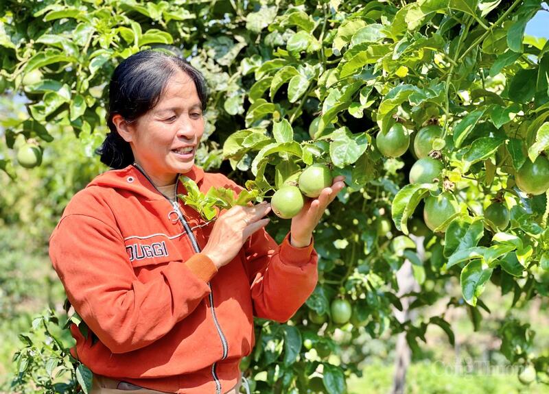 Gia Lai hiện dẫn đầu khu vực Tây Nguyên về diện tích chanh dây với khoảng 5.650 ha, sản lượng ước đạt trên 210 nghìn tấn mỗi năm.