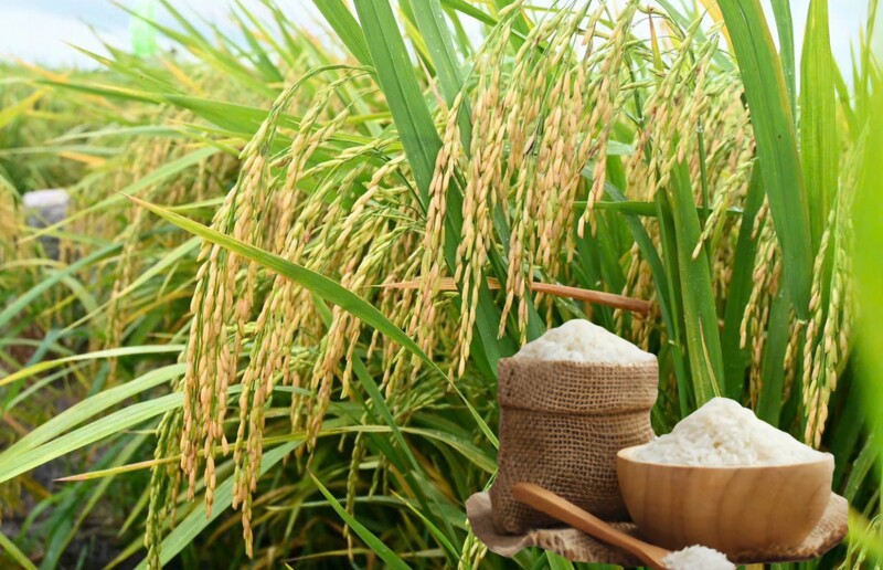 Giá lúa gạo hôm nay ngày 6/1: Gạo xuất khẩu tiếp đà tăng, lúa vững. Ảnh: Thanh Minh.