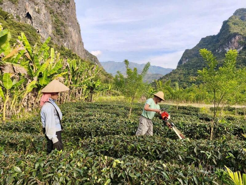 Mô hình trồng chè kết hợp cây ăn quả tại xã Mường Lạn đang được người dân tập trung phát triển.