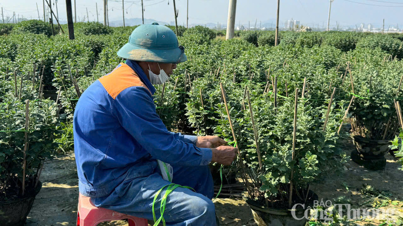 Uốn nắn những cành hoa thẳng bằng các cây tre nhỏ cố định.