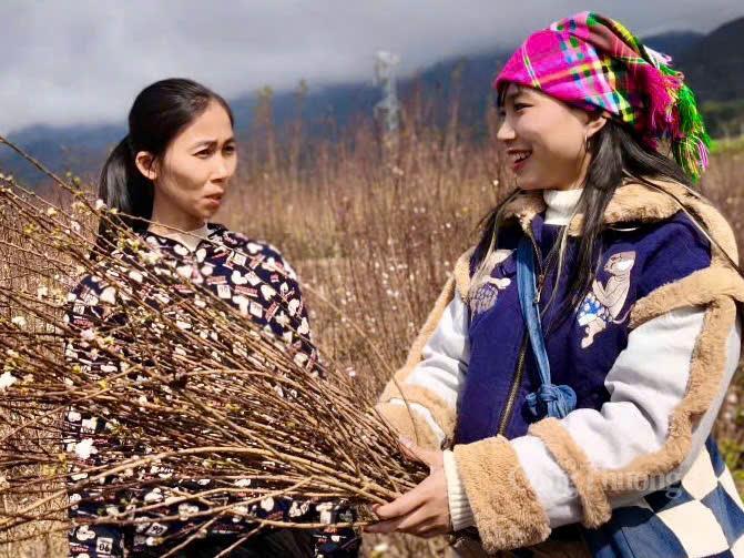 Chủ vườn tại xã Bình Lư chia sẻ câu chuyện về cây nhất chi mai đẹp nhất vùng Tây Bắc.